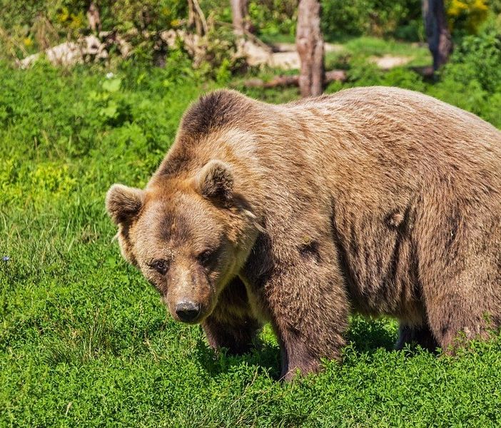 Il lupo e l'orso, via alla raccolta di storie e detti popolari