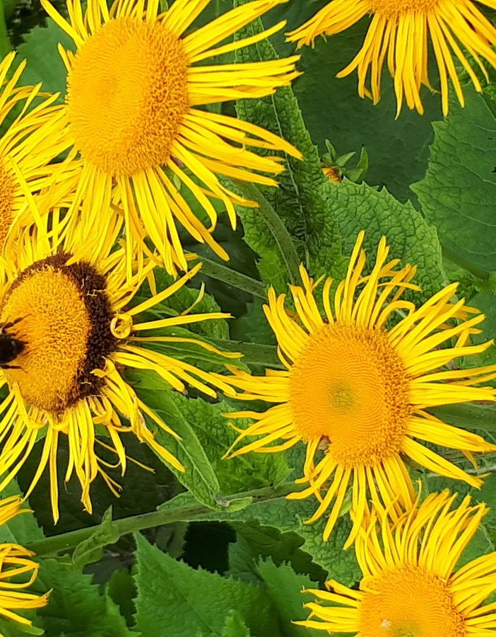 Giardino Botanico del Parco Alta Valsesia in Comune di Alagna, la magia della natura nell'area Monterosa