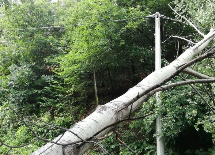 A Gattinara tromba d’aria, alberi abbattuti (foto di repertorio)