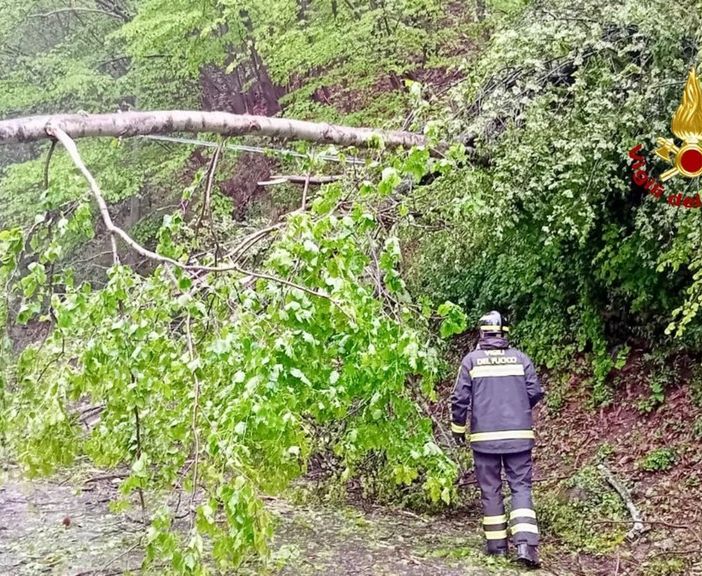Portula, pianta sulla strada: arrivano i Vigili del Fuoco (foto di repertorio)