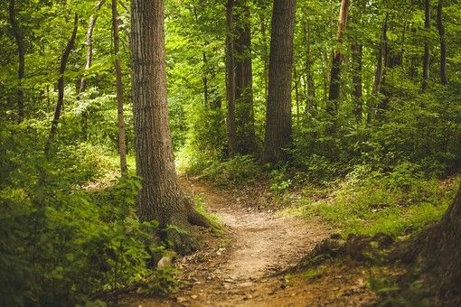 “Piste” forestali, si valuta la gestione comunale.