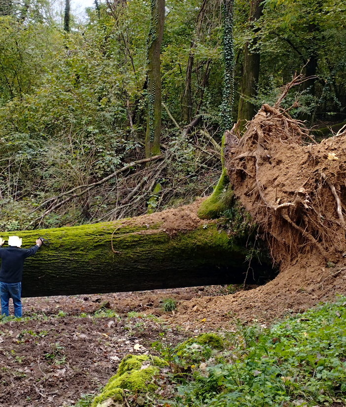Quercia secolare crolla nei boschi di Villa del Bosco