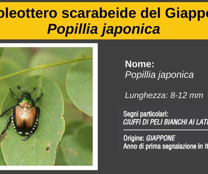 Lozzolo: posizionamento di 3000 trappole per la Popilia Japonica