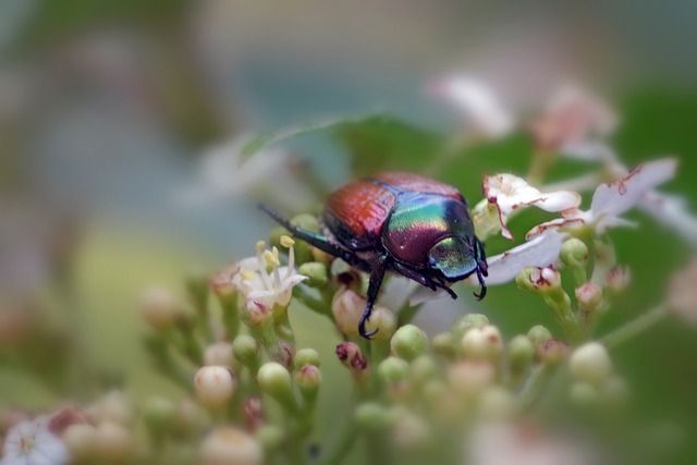 Lotta alla Popillia Japonica: proroga al 30 settembre la scadenza del bando regionale