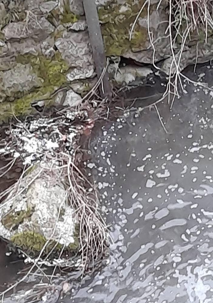 Schiuma e moria di pesci nel rio Cavaglia a Quarona