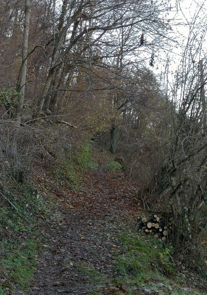 Piante sul sentiero che porta a Lombaretto: strada liberata