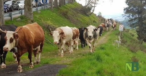 Sviluppo rurale Piemonte, prorogata al 15 ottobre la scadenza del bando per investimenti per il benessere animale.