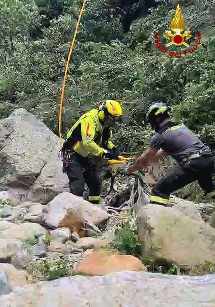 Toro finisce nel torrente, in salvo grazie ai Vigili del Fuoco VIDEO