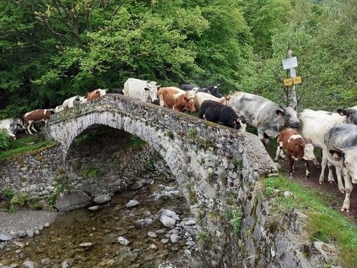 Torna Transumando in alta Valsessera, ecco il programma completo della 23° edizione
