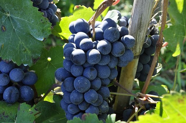 Regione, contrasto della flavescenza dorata della vite: pubblicate le misure obbligatorie per il 2024.