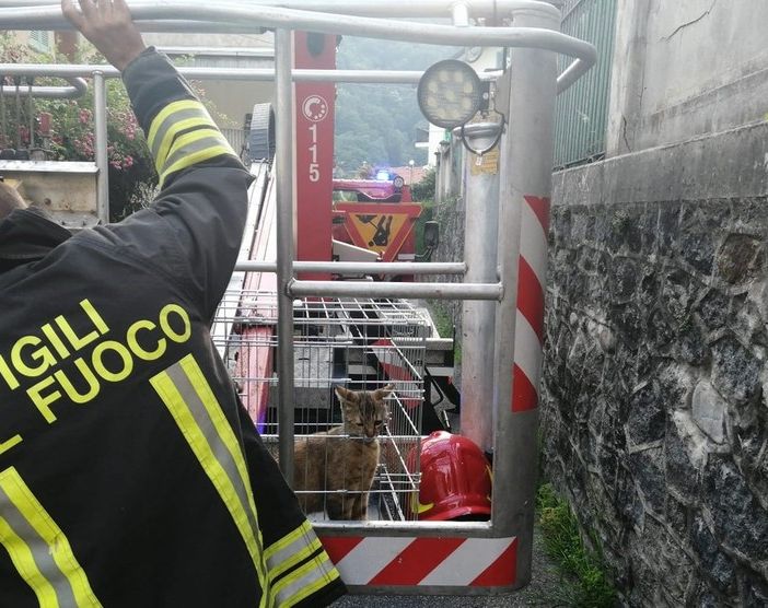 Micio di pochi mesi recuperato a 10 metri di altezza
