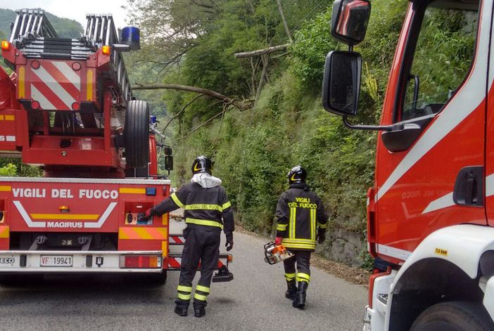Valdilana, cade pianta al bivio per Ponzone in piena notte: in azione i Vigili del Fuoco (foto di repertorio)