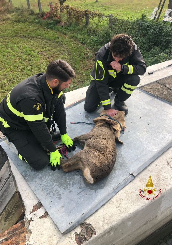 Borgosesia, Vigili del Fuoco salvano capriolo caduto dentro una vasca
