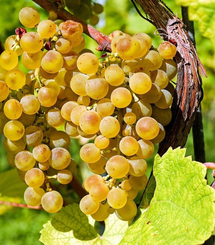 Emergenza fitosanitaria, tavolo regionale sulla flavescenza dorata della vite: prosegue la ricerca”.