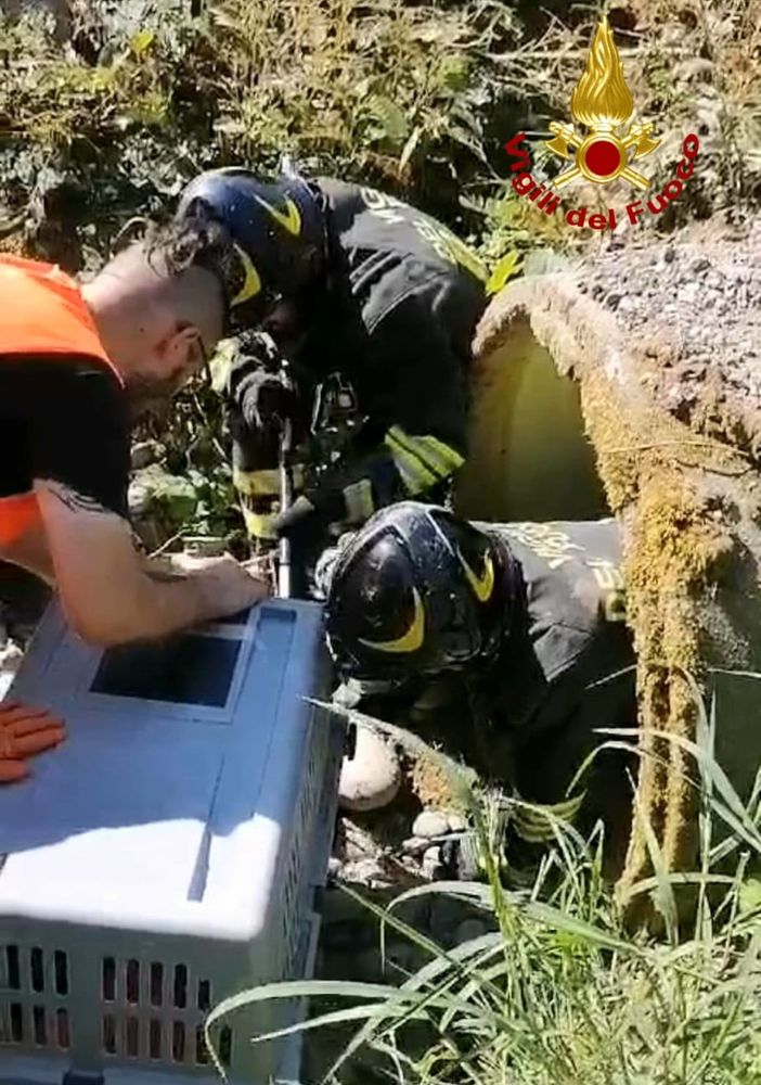 Volpe incastrata in un canale, intervengono i Vigili del Fuoco VIDEO