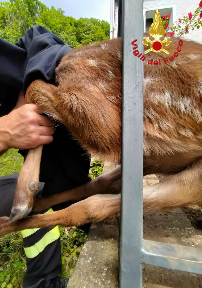 Cerbiatto incastrato in una recinzione, intervengono i Vigili del Fuoco