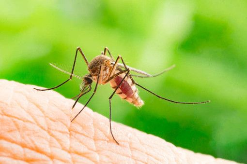 Le raccomandazioni di Asl Novara contro il virus West Nile