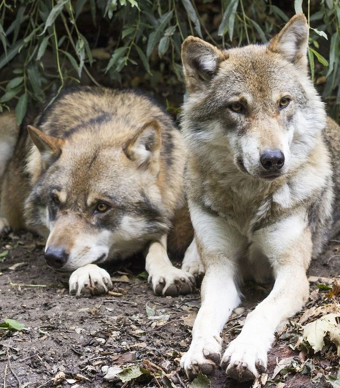 Convegno sul ritorno del lupo in Valsesia