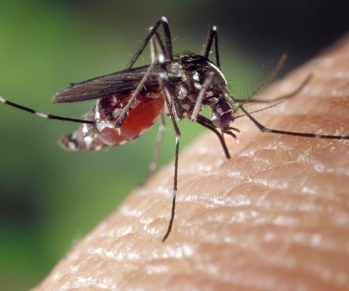 A Coggiola serata di informazione sulle zanzare