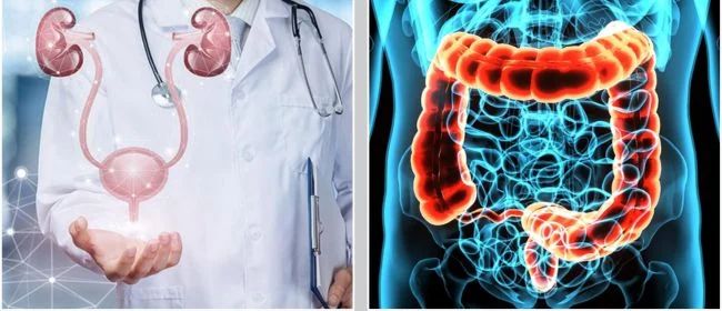A Borgosesia e Vercelli due giornate di screening gratuito: visite urologiche e prevenzione del tumore del colon-retto