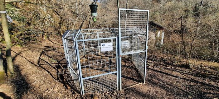 Peste suina: tre enti della Valle Sesia e la Provincia di Vercelli uniscono le forze.