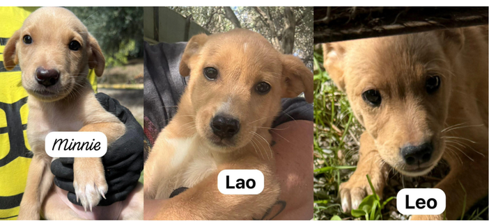 Cuccioli in cerca di casa: Leo, Lao e Minnie