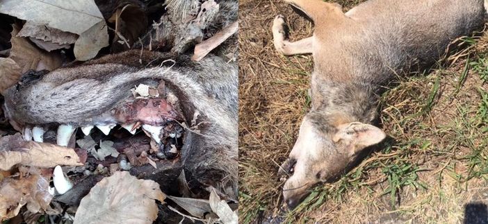 Lupi ritrovati morti nel Biellese e in Valsessera. Da Torino l'autopsia svela i particolari