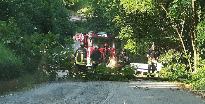 Maltempo, ancora alberi sulla strada: interventi a Strona, Pray e Curino (foto di repertorio)