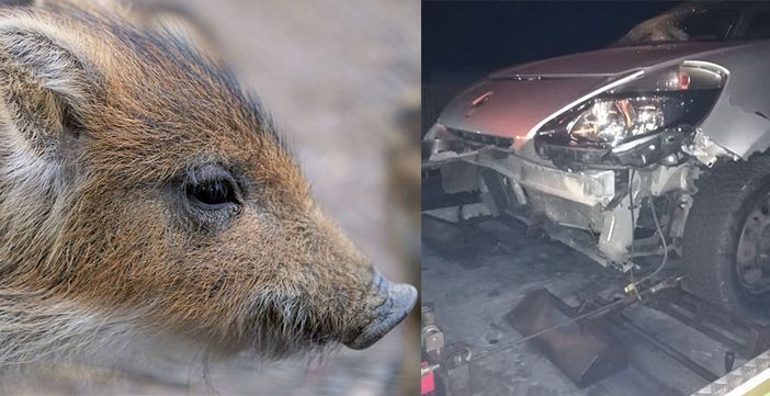 Cinghiale spunta all’improvviso in strada e l’auto lo centra in pieno, serata da paura per un 50enne (foto di repertorio) Cinghiale spunta all’improvviso in strada e l’auto lo centra in pieno, serata da paura per un 50enne (foto di repertorio)