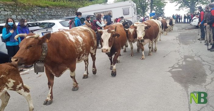 Foto Fighera e Coltro Foto Fighera e Coltro