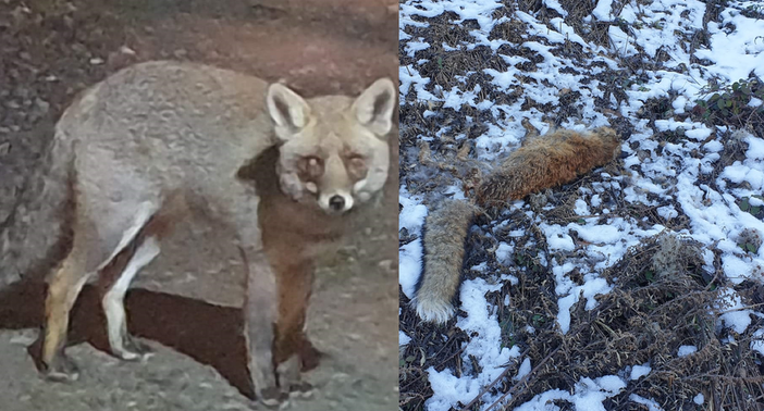 Uccisa la volpe “amica” di Masseranga, la tristezza di un residente: “È stata avvelenata, che ha fatto di male?”