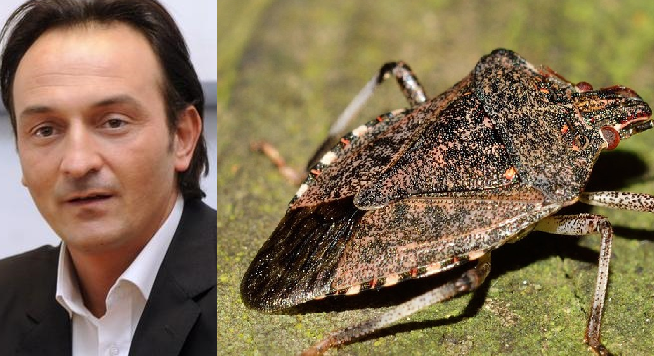 Cimice asiatica, il presidente Cirio: “Una piaga su cui stiamo concentrando i nostri sforzi”