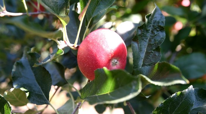 Il Meleto di Cascina Imperolo: La mela Biellese di Davide Pichetto
