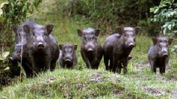 &quot;Cinghiali, i piani di contenimento funzionano. In provincia di Vercelli i danni calati di un terzo&quot;