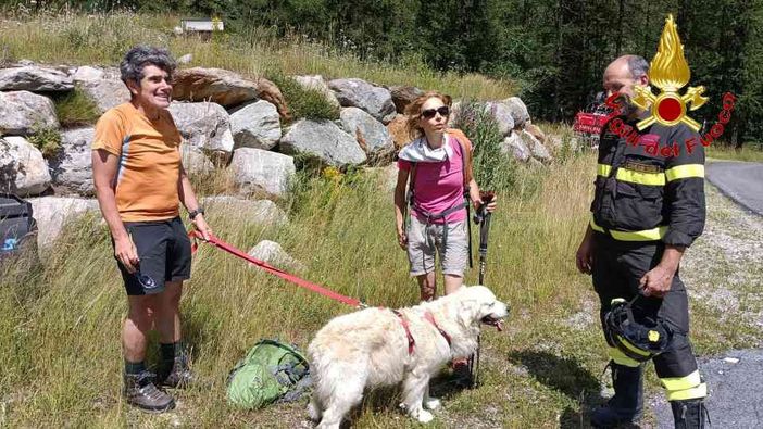 Dal nord ovest: sfugge ai padroni e precipita in un rio sul Monte Rosa, golden retriver recuperato dal'elicottero dei Vigili del fuoco