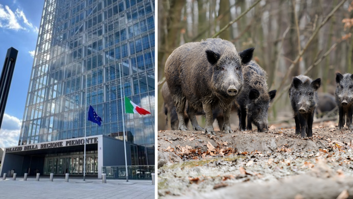 Emergenza cinghiali, dalla Regione il piano per il prelievo selettivo 2025-26. Emergenza cinghiali, dalla Regione il piano per il prelievo selettivo 2025-26.