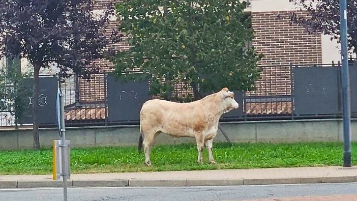 Leinì (TO), il sindaco Torella grazia la vitella dal macello: presto prenderà il suo nome Leinì (TO), il sindaco Torella grazia la vitella dal macello: presto prenderà il suo nome