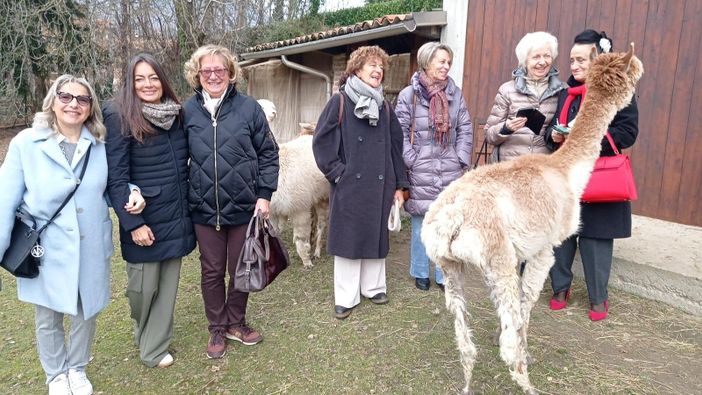 Valdilana, l’Inner Wheel Valsesia visita Alpacone: dagli alpaca ai filati di pregio Valdilana, l’Inner Wheel Valsesia visita Alpacone: dagli alpaca ai filati di pregio