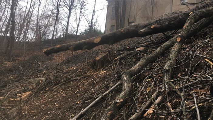 Fase 2, in Piemonte riparte la manutenzione delle foreste e dei boschi Fase 2, in Piemonte riparte la manutenzione delle foreste e dei boschi