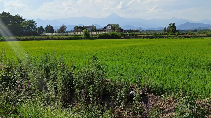 Il canile di Rovasenda "Quattro zampe nel cuore" chiude