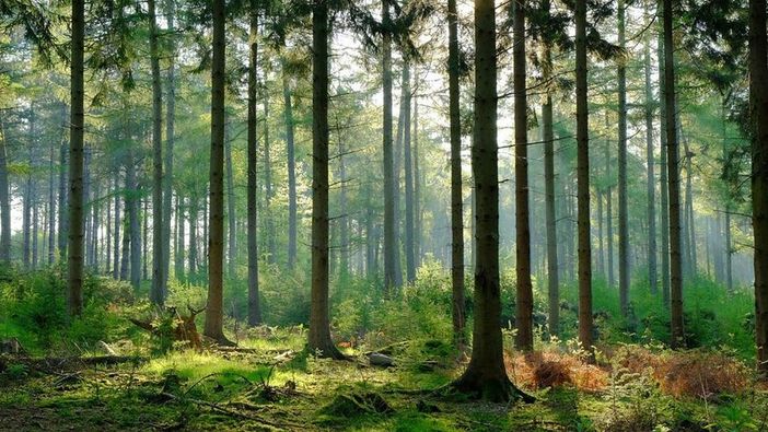 Foreste: cinque video prodotti dalle Regione per parlare della loro importanza Foreste: cinque video prodotti dalle Regione per parlare della loro importanza