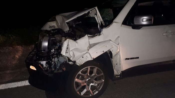 Jeep investe un cervo di 200 chili. L'animale è stato abbattuto a seguito delle ferite riportate FOTO