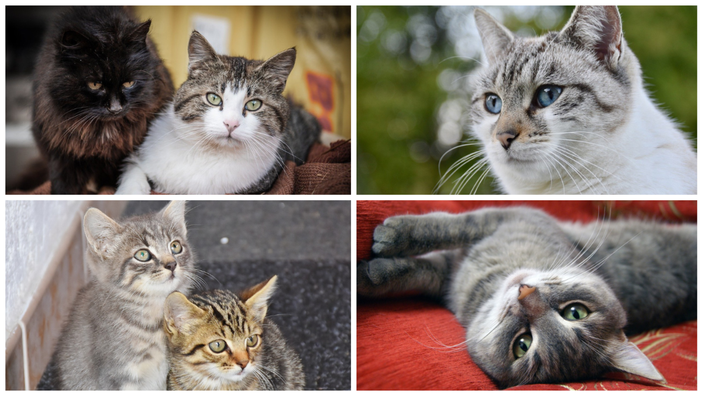 "Sguardi felini" di Alessandro Argentero: aperta la mostra fotografica dedicata ai nostri amici gatti. "Sguardi felini" di Alessandro Argentero: aperta la mostra fotografica dedicata ai nostri amici gatti.