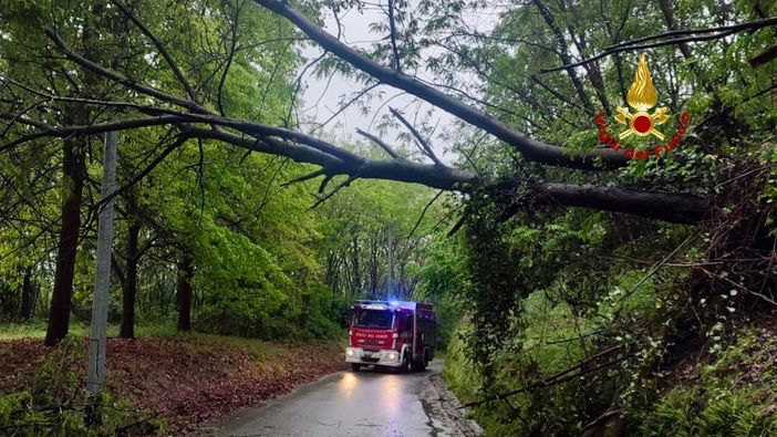 Maltempo: piante cadute in tutto il biellese, giornata intensa per i Vigili del Fuoco Maltempo: piante cadute in tutto il biellese, giornata intensa per i Vigili del Fuoco