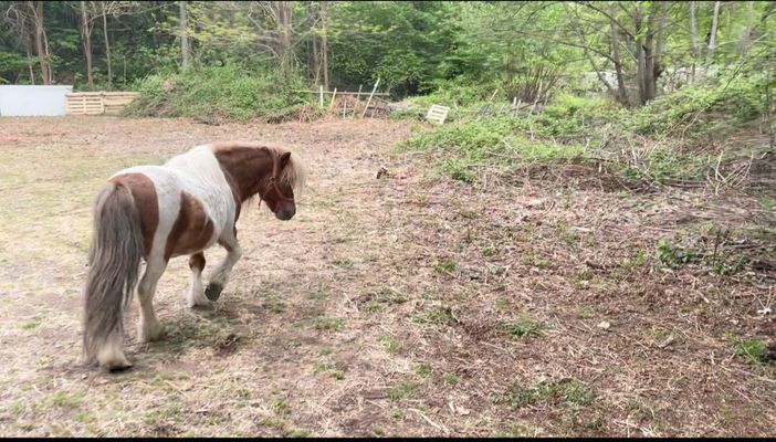Cavallino di Serravalle: Eleonora Guida a fianco della famiglia