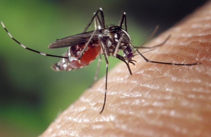 A Coggiola serata di informazione sulle zanzare A Coggiola serata di informazione sulle zanzare
