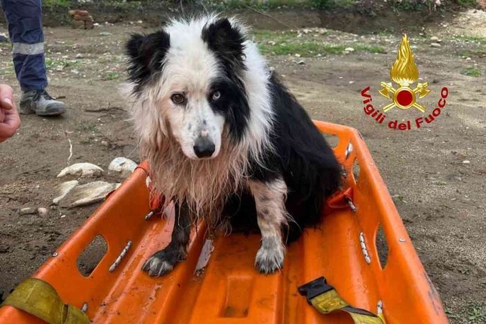 Finisce nelle acque della roggia Molinara, salvato dai Vigili del Fuoco Finisce nelle acque della roggia Molinara, salvato dai Vigili del Fuoco