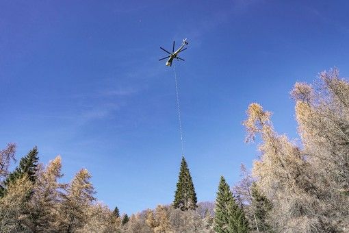L'albero di Natale in piazza San Pietro sarà un dono del Piemonte. Cirio: "Un onore".