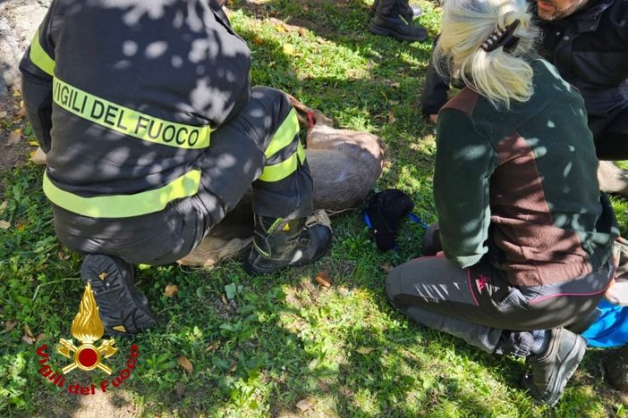 Borgosesia: capriolo tratto in salvo dai Vigili del Fuoco