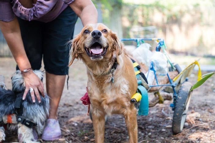Per le video-adozioni di Valsesianotizie.it: il dolcissimo Joe de Il Giardino di Quark Per le video-adozioni di Valsesianotizie.it: il dolcissimo Joe de Il Giardino di Quark